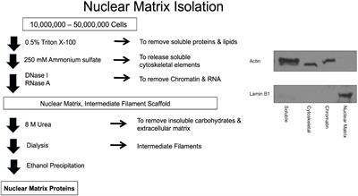 Cancer-specific alterations in nuclear matrix proteins determined by multi-omics analyses of ductal carcinoma in situ